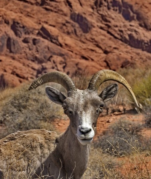 Bighorn sheep